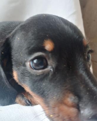 Bassotti cuccioli