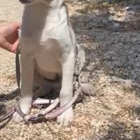 Cucciolo taglia media 4 mesi