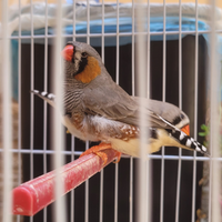 Uccelli
