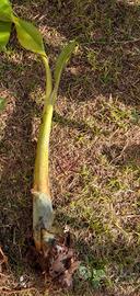 pianta di banano Rajapuri commestibile 