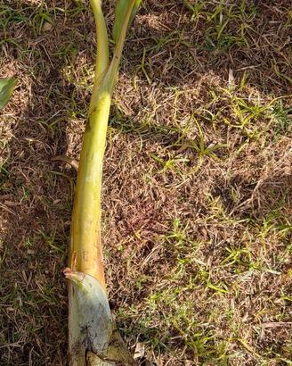 pianta di banano Rajapuri commestibile 