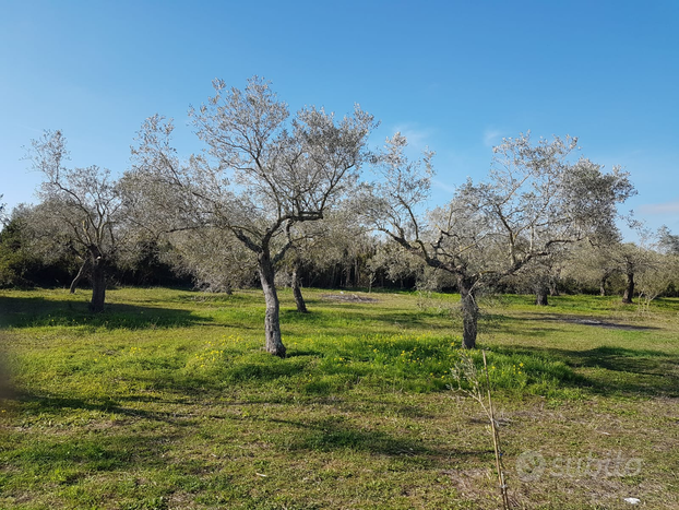 Terreno ad uso oliveto