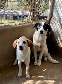 Cuccioli in adozione