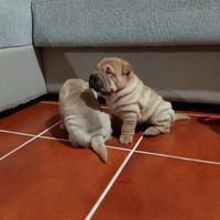 Cuccioli sharpei puri 100%