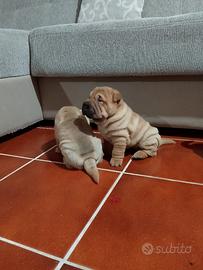 Cuccioli sharpei puri 100%