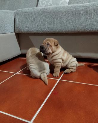Cuccioli sharpei puri 100%