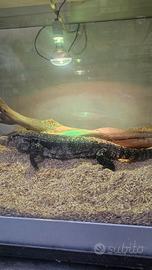 Tegu Argentino Adulto