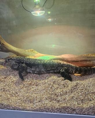 Tegu Argentino Adulto