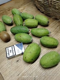 Quiliano-terreno 40000 trattabili