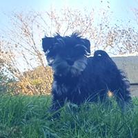 Schnauzer nano nero e argento