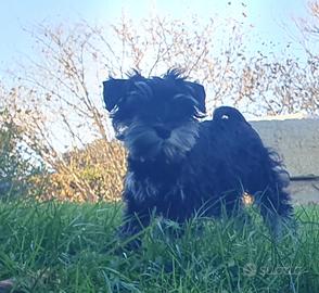 Schnauzer nano nero e argento