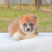 Cucciolo di Shiba Inu Rosso