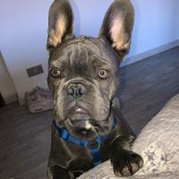 Bouledogue francese disponibile per monte
