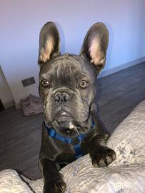 Bouledogue francese disponibile per monte
