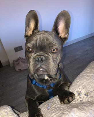 Bouledogue francese disponibile per monte