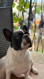 Bulldog francese