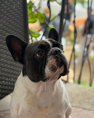 Bulldog francese