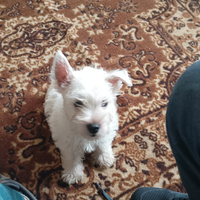 West highland terrier