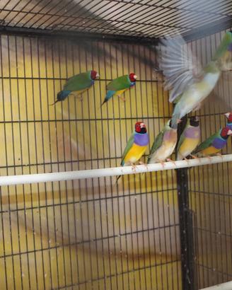 Diamanti di Gould