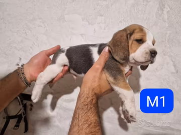 Cuccioli di Beagle