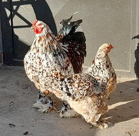 Pulcini brahma millefiori e orlati