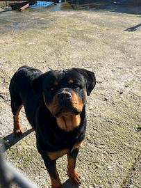 Rottweiler