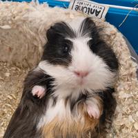 Cavia