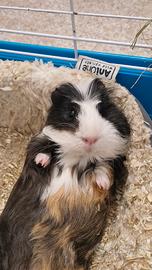 Cavia