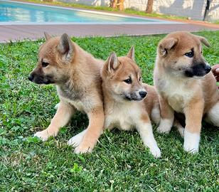 Cuccioli di shiba inu