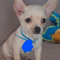 Chihuahua toy