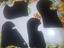 Immagine 1
