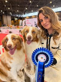 Monta pastore australiano australian shepherd