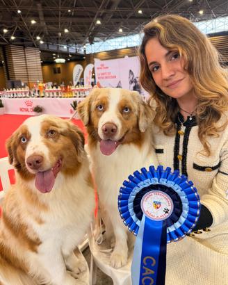 Monta pastore australiano australian shepherd