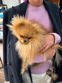 George Pomerania piccolo