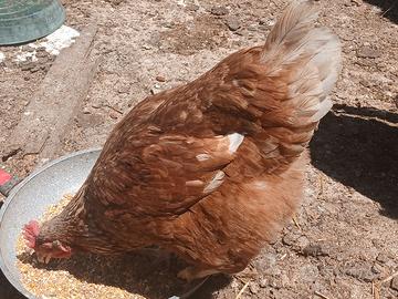 Galline