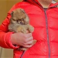 Spitz Nano Pomerania con PEDIGREE ENCI