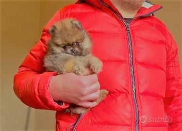 Spitz Nano Pomerania con PEDIGREE ENCI