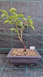 Bonsai di Prunus Mume Rosea Plena 193