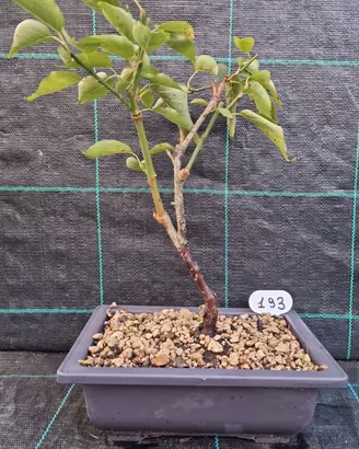 Bonsai di Prunus Mume Rosea Plena 193