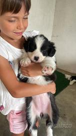 Border collie femmina con pedigree