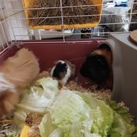 Conigli d'india o Cavia