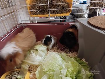 Conigli d'india o Cavia