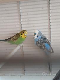 Coppie cocoriti