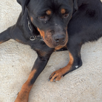 Cane rottweiler