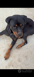 Cane rottweiler