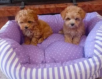 Maltipoo