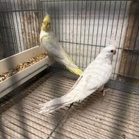 Calopsite femmine sessate