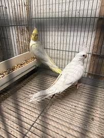 Calopsite femmine sessate