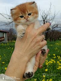 British shorthair cincillà gold ny 12 pedigree