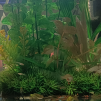 Guppy